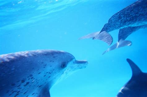 Dont Let Georgia Aquarium Import Wild Belugas Ginis Nature News