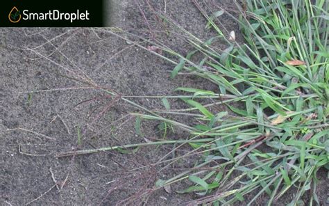Crabgrass Vs Quackgrass Lets Compare The 2 Grass Types