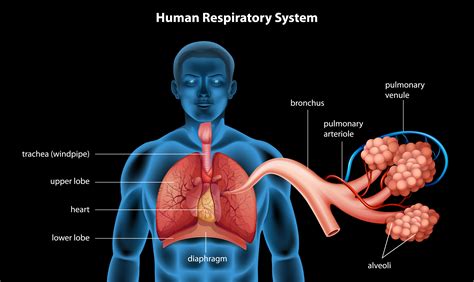 Respiratory System How To Draw Human Respiratory System Diagram