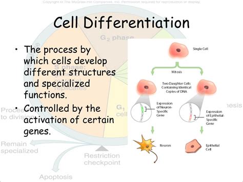 Ppt Anatomy And Physiology Powerpoint Presentation Free Download