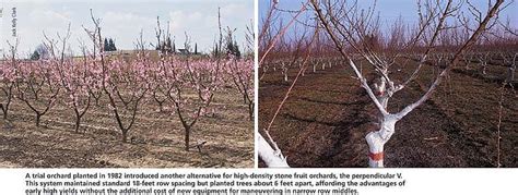 High density planting for sweet cherry orchards. Archive - California Agriculture