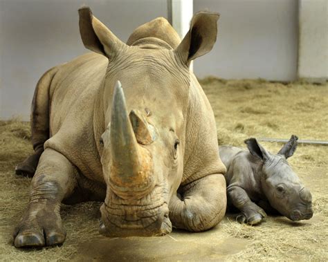 Disneys Animal Kingdom Welcomes Endangered White Rhino To
