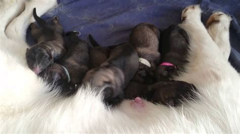 Newborn German Shepherd Puppies Youtube