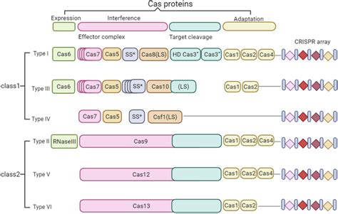 Characteristics Of Different Types Of Crisprcas Systems Crisprcas