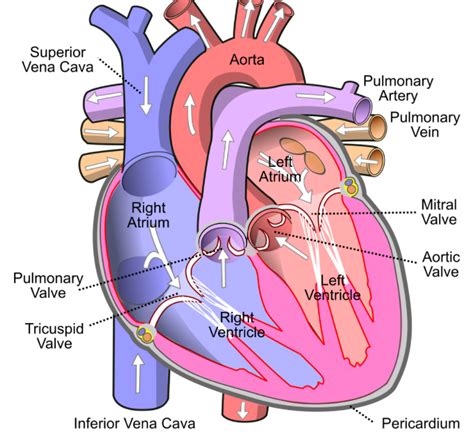 Write A Note On The Pericardium
