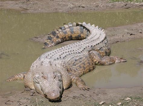 Worlds Biggest Crocodile Worlds Largest Crocodile Ever And