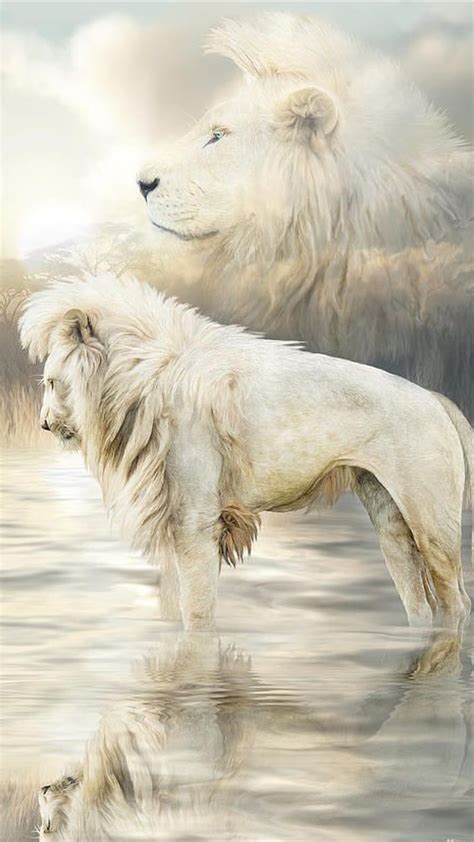 White Lions Wallpapers Hd