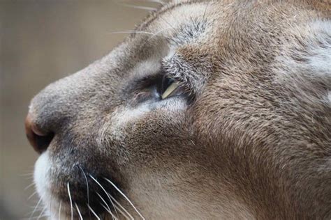 The Eastern Puma Was Officially Declared Extinct Early This Year