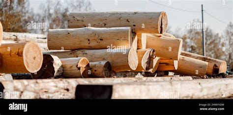 Cedar Logs In Sawmill For Export From Russia To China Stock Photo Alamy
