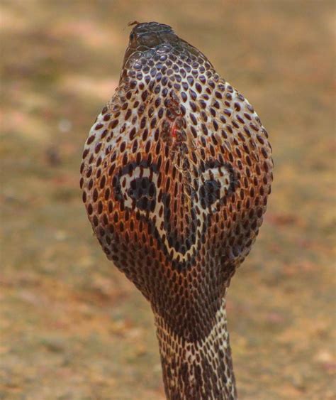 Cannundrums Indian Cobra