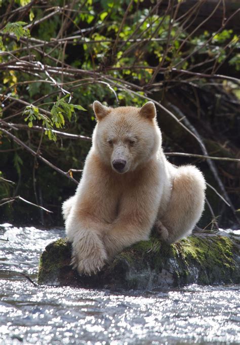 The Kermode Bear Also Known As The Spirit Bear Is A Subspecies Of