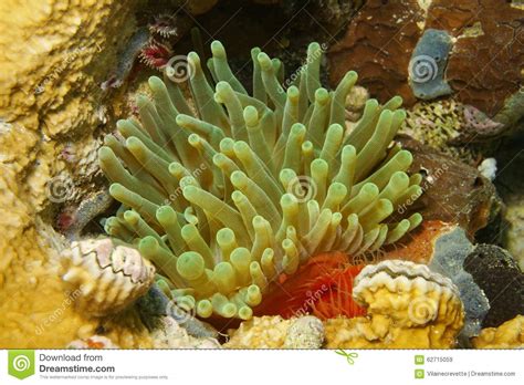 Sea Life Giant Anemone Condylactis Gigantea Panama Stock Image Image
