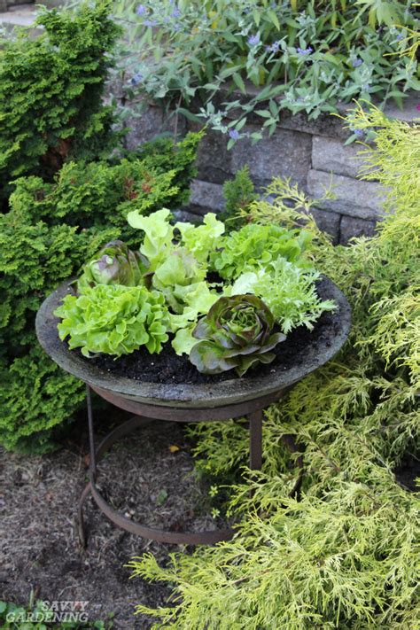 I hope today's post gets you excited about having a garden in the ground, in raised garden beds, or in pots on your balcony or patio. Container Vegetable Plants: The Best Varieties for Success