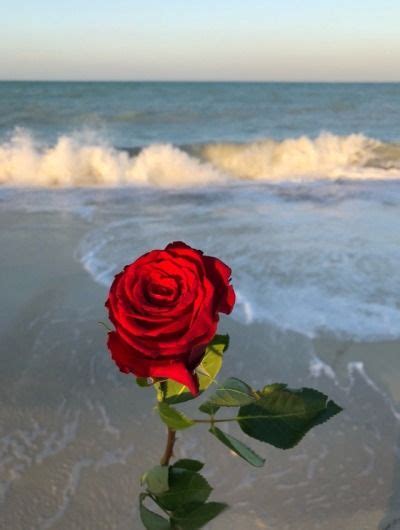 Red rose by ciro bucci / 500px. Red rose beach | Sfondi rosa, Sfondi, Bellissimi sfondi