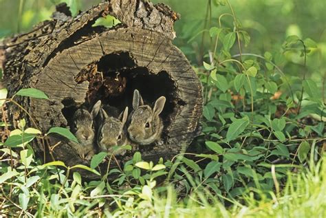 Where Do Rabbits Live Animal Facts Rabbit Life Animals