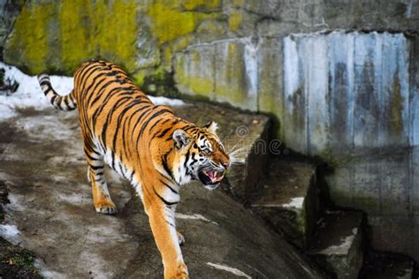 Beautiful Amur Tiger Stock Photo Image Of Wildlife 156020076