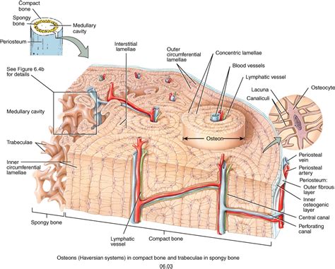 Compact Bone Diagram Microscope - 6 3c Microscopic Anatomy Of Bone