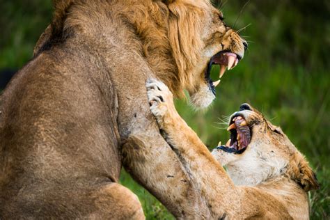 20 Perfectly Clicked Photos Of Animals In Action