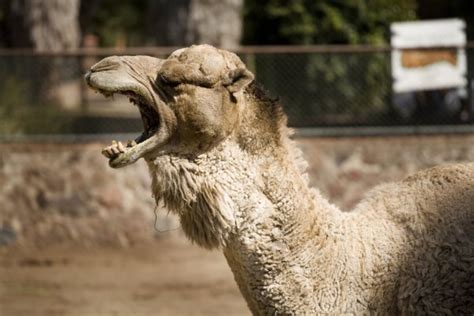 Imágenes Pata De Camello Patas De Camello — Foto De