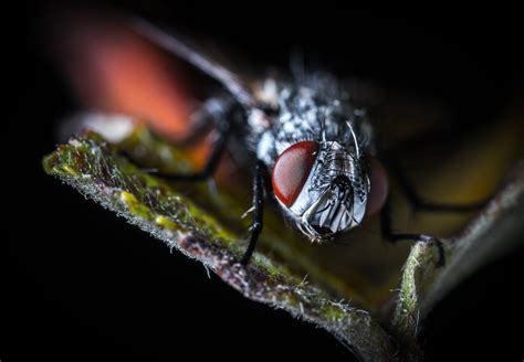 Free Images Macro Photography House Fly Close Up Pest