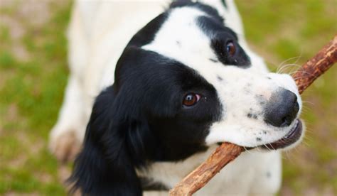 The methods that you use should be customized to the reasons why your dog. How to Stop Adult Dog From Play Biting Hands - Stop Dog's ...