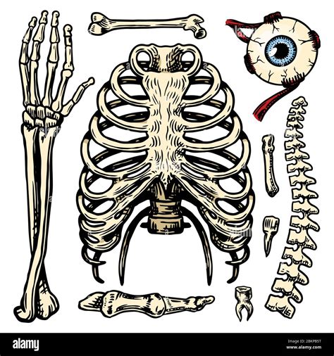 Rib Cage Arm And Eye And Spine Anatomy Of Human Bones Set Body And