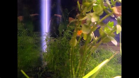 Swordtail Giving Birth Youtube