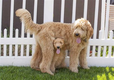 Goldendoodle Prices In 2023 Purchase Cost Vet Bills And More A Z