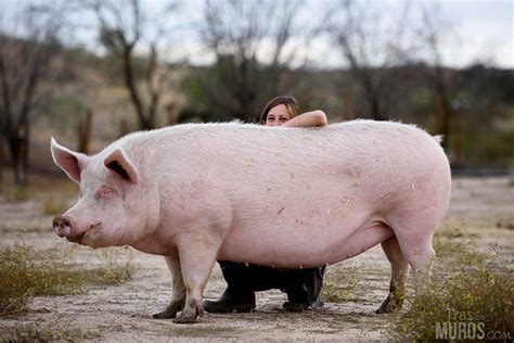 Lo Que No Conoces Sobre Los Cerdos Animanaturalis