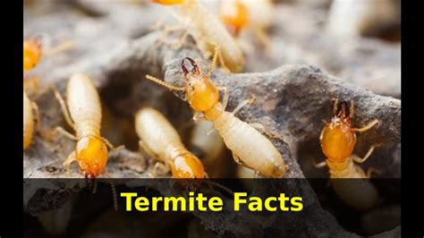 Termite Facts Incredible Facts About Termites Facts About Termites