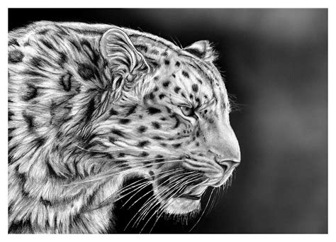 In this drawing lesson we'll show you how to draw a cheetah in 7 easy steps. 50 Awesome Pencil Drawings | Pencil Drawings | Pencil drawings of nature, Animal drawings ...