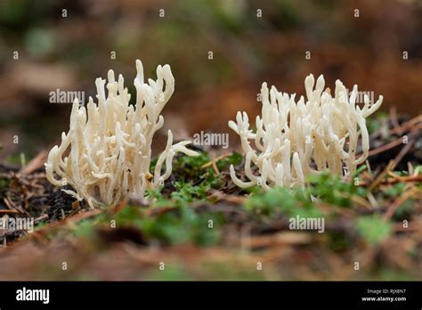 White Coral Fungus Stock Photo Alamy