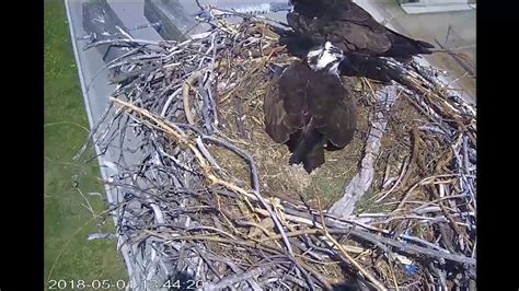 Osoyoos Bc Osprey Cam ~ Male Assists Second Egg May 1 2018 Youtube