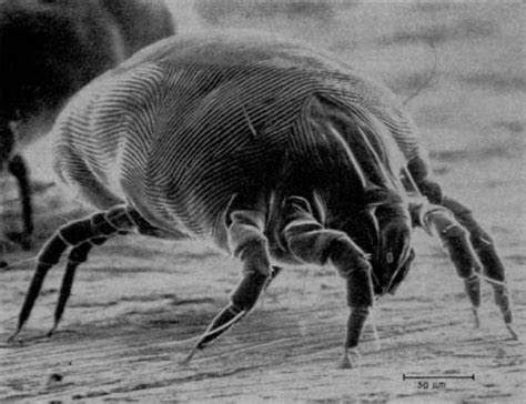 10 Facts About Dust Mites Fact File