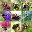 9 Different Species Of Bumble Bees I Found Throughout Last Summer 