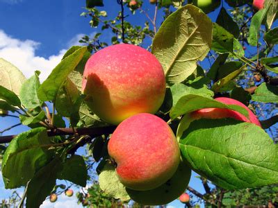 Rumored to have been george washington's favorite desert, most paw paws, except the small, unpleasant tasting louisiana varieties, are marginal fruit in houston because of high chill requirement. The Best Fruit Trees for the Houston Area | Garden Guides