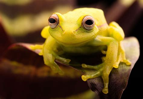 Freaky Fluorescent Frog Found Britannica