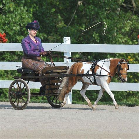 Pin By Tamara Sempf On Harness Turnout Miniature Horse Driving