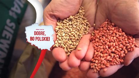 Małopolska has always played an important part in over 1050 years of polish history. Jak produkuje się nasiona? | Małopolska Hodowla Roślin ...