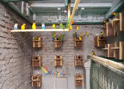 Kandang diperlukan pada saat penjodohan lovebird, untuk sepasang lovebird ada bisa membuat kandang engan ukuran 50 x 100 x 50 cm. Peluang usaha rumahan dengan beternak - Peluang bisnis