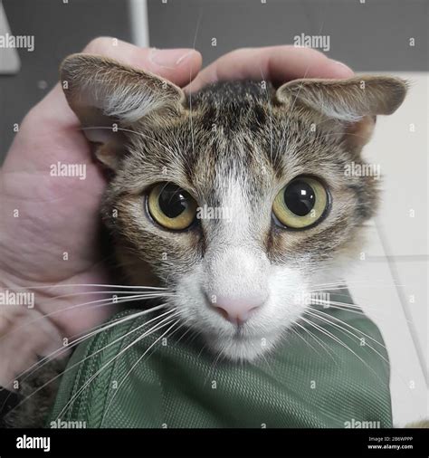 Close Upsick Cat In The Hands Of The Surgeon Stock Photo Alamy