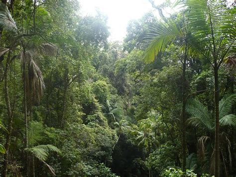 These rainforests have rich biodiversity and nearly 40% to 75% of all species on earth inhabit these forests. BIO105(Test1) - Biology 105 with Gerrish at University of Wisconsin - LaCrosse - StudyBlue