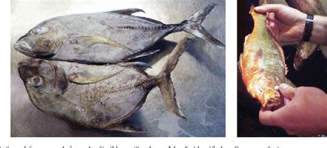 Figure 1 From Outbreak Of Ciguatera Fish Poisoning On A Cargo Ship In