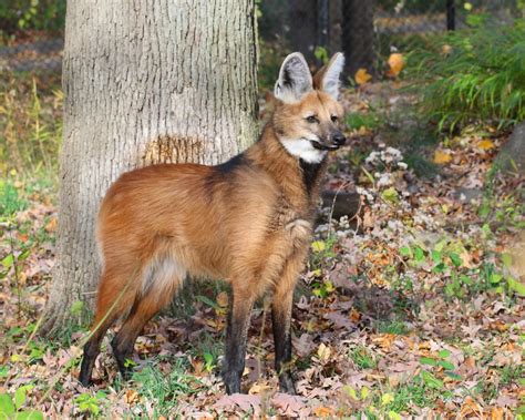 Maned Wolf Photos Wallpapers The Fun Bank