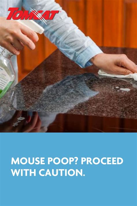 How To Clean Mouse Droppings From Carpet Vandevere Scarboro99