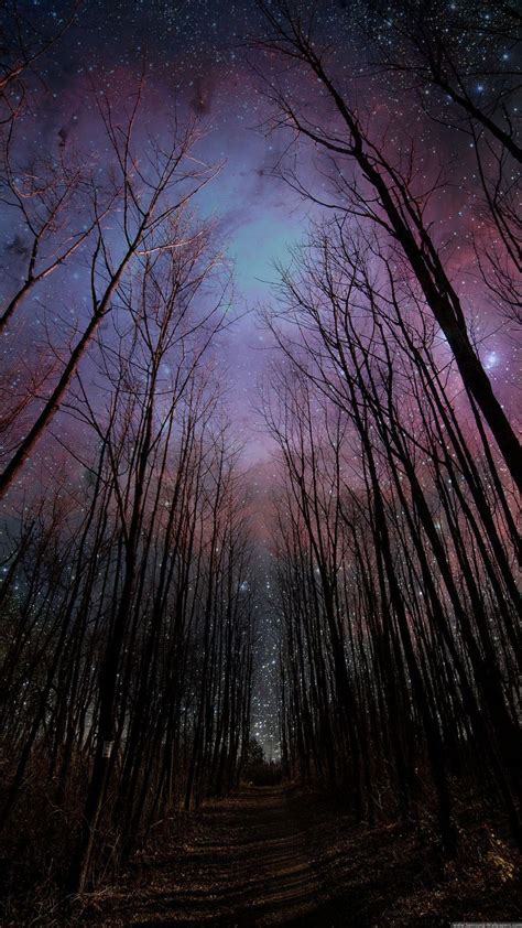 Forest Galaxy Wallpaper Download Wallpapers