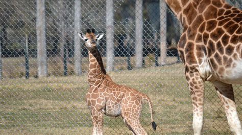 Baby Giraffe Walking Tall At Mogo Zoo Photos Bay Post Moruya