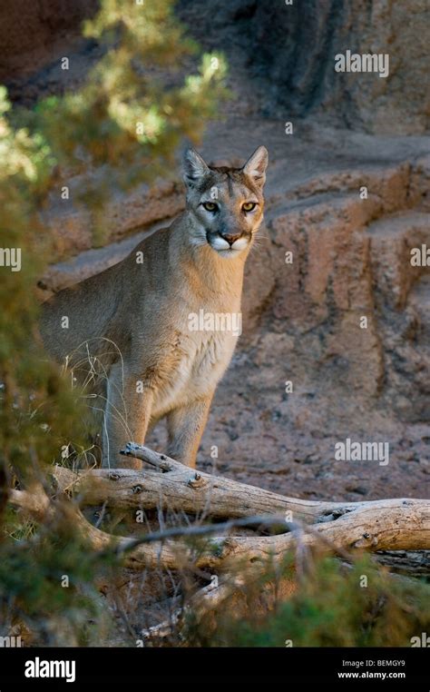 Mountain Lion Cougar Felis Concolor On Ledge In Rock Face In The