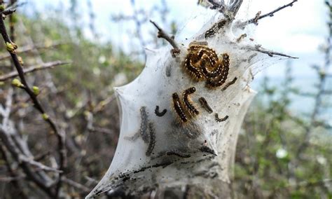 Orman Mühendisleri Odası Çam kese böceği ile mücadele havadan