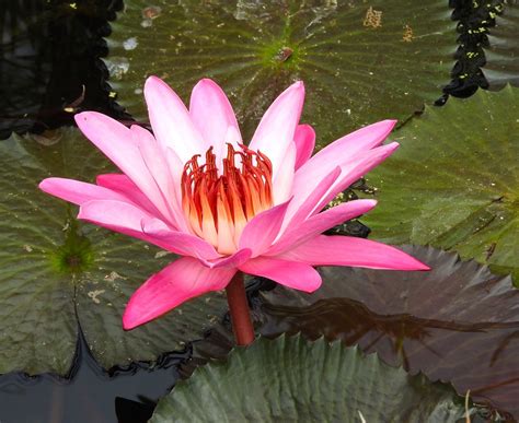 Red Water Lily Facts And Health Benefits